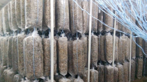 АСУ ТП субстратного цеха на базе ОВЕН ПЛК160